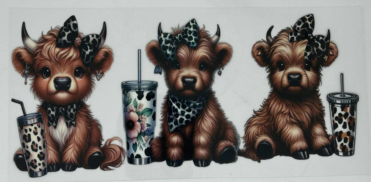 3 Brown  Highland Cows with Drinks
