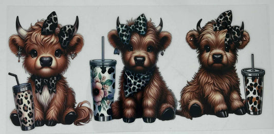 3 Brown  Highland Cows with Drinks